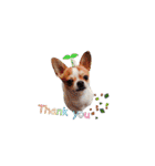 Doggy Dobby（個別スタンプ：19）