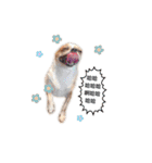 Doggy Dobby（個別スタンプ：20）