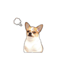 Doggy Dobby（個別スタンプ：22）