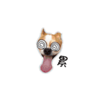 Doggy Dobby（個別スタンプ：27）