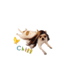 Doggy Dobby（個別スタンプ：29）