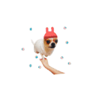 Doggy Dobby（個別スタンプ：35）