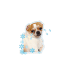 Doggy Dobby（個別スタンプ：38）