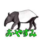 ワイルドアニマル：水彩的動物描写（個別スタンプ：39）