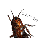 Amazing Cockroach (J)（個別スタンプ：1）