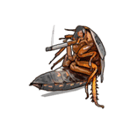 Amazing Cockroach (J)（個別スタンプ：6）