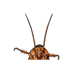 Amazing Cockroach (J)（個別スタンプ：9）