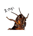 Amazing Cockroach (J)（個別スタンプ：19）