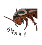 Amazing Cockroach (J)（個別スタンプ：22）