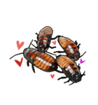 Amazing Cockroach (J)（個別スタンプ：35）