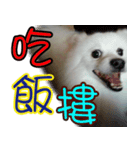 I'm Ma Ji（個別スタンプ：4）