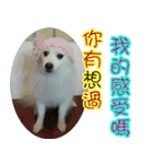 I'm Ma Ji（個別スタンプ：7）