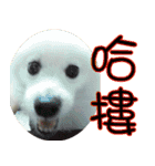 I'm Ma Ji（個別スタンプ：9）