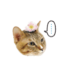 Moachi's World（個別スタンプ：11）