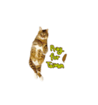 Moachi's World（個別スタンプ：35）