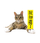 Moachi's World（個別スタンプ：39）