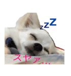 チワワのマレたん♪（個別スタンプ：2）