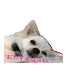 チワワのマレたん♪（個別スタンプ：3）