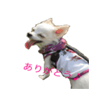 チワワのマレたん♪（個別スタンプ：13）
