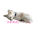チワワのマレたん♪（個別スタンプ：14）