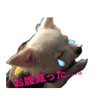 チワワのマレたん♪（個別スタンプ：21）