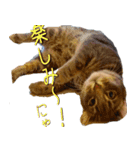 アメリカンカール猫〜エヴァ（EVA)（個別スタンプ：7）