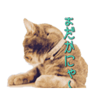 アメリカンカール猫〜エヴァ（EVA)（個別スタンプ：9）
