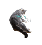 アメリカンカール猫〜エヴァ（EVA)（個別スタンプ：12）