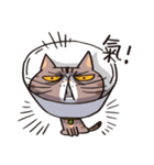 ipetQ（個別スタンプ：11）