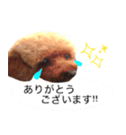 ココちゃんとまるちゃん（個別スタンプ：5）