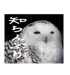 ゆかいな動物と魚たちのスタンプ（個別スタンプ：6）