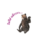 Grizzly Bear for Chat（個別スタンプ：4）