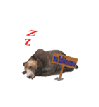 Grizzly Bear for Chat（個別スタンプ：6）