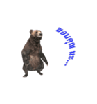 Grizzly Bear for Chat（個別スタンプ：11）