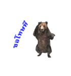 Grizzly Bear for Chat（個別スタンプ：12）