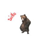 Grizzly Bear for Chat（個別スタンプ：14）