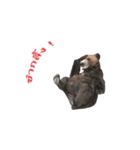 Grizzly Bear for Chat（個別スタンプ：15）