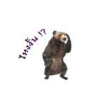 Grizzly Bear for Chat（個別スタンプ：16）