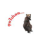 Grizzly Bear for Chat（個別スタンプ：17）