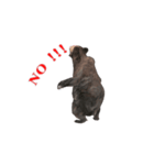 Grizzly Bear for Chat（個別スタンプ：18）