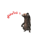 Grizzly Bear for Chat（個別スタンプ：20）