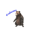 Grizzly Bear for Chat（個別スタンプ：22）