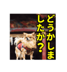 熱海の人気チワワ"イチ"くん（個別スタンプ：4）