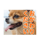 熱海の人気チワワ"イチ"くん（個別スタンプ：5）