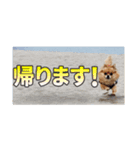 熱海の人気チワワ"イチ"くん（個別スタンプ：7）