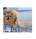 熱海の人気チワワ"イチ"くん（個別スタンプ：8）