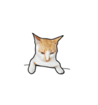 porkcat（個別スタンプ：1）