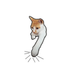 porkcat（個別スタンプ：2）