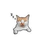 porkcat（個別スタンプ：3）