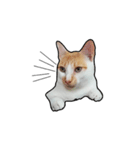 porkcat（個別スタンプ：4）